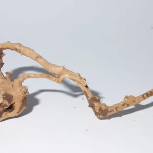Super-Preis Moorkien Fingerwurzel "Rooteye" - 18x7x7 cm (LxBxH) #3017
