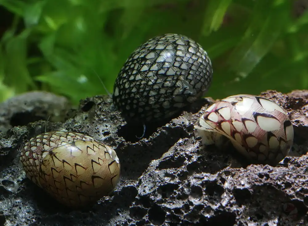 Aktuell Cayo-Largo-Schnecke | Bunter Algenfresser ohne Vermehrung