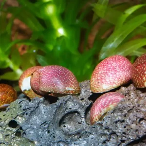 Pink & Yellow Lady Schnecke | Quarantäne: 100% Planarienfrei Bestpreis