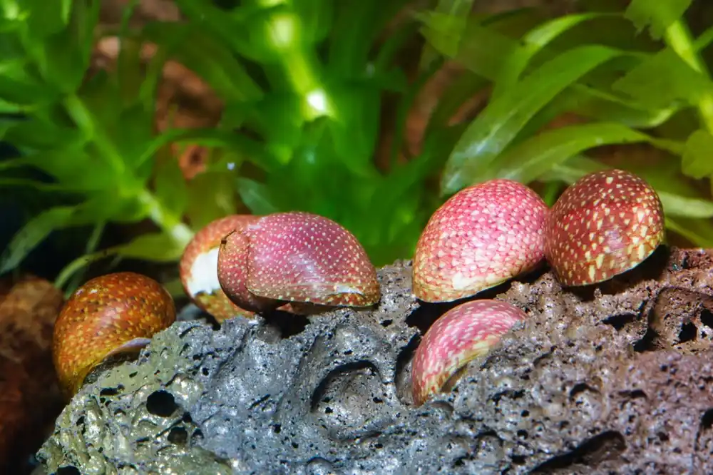 Pink & Yellow Lady Schnecke | Quarantäne: 100% Planarienfrei Bestpreis