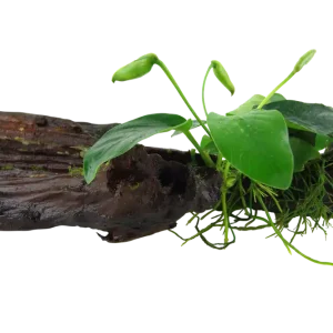 Neue Kollektion Anubias barteri var. nana auf Wurzel mit Sauger