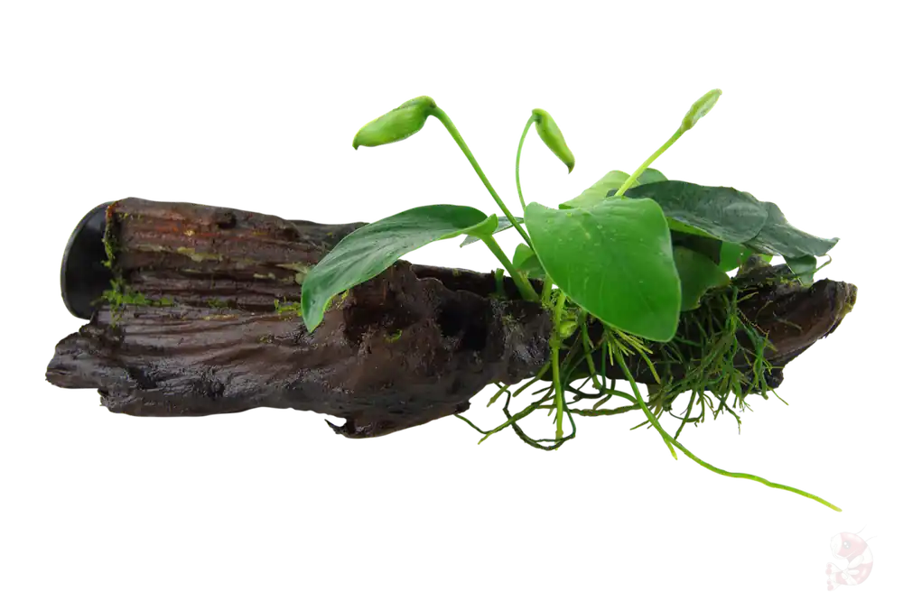Neue Kollektion Anubias barteri var. nana auf Wurzel mit Sauger