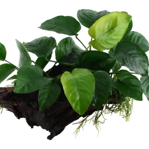 Schnäppchen Anubias barteri sp. var. caladiifolia auf großer Mangroven Wurzel XL