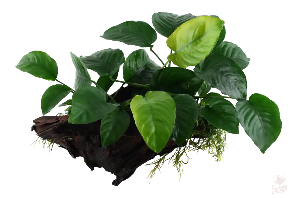 Schnäppchen Anubias barteri sp. var. caladiifolia auf großer Mangroven Wurzel XL