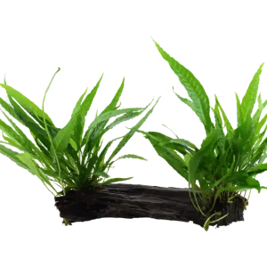 Microsorum pteropus auf großer Mangroven Wurzel XL Heißes Angebot