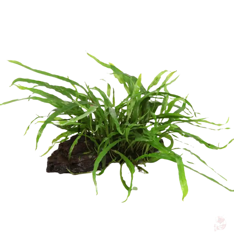 Microsorum pteropus Narrow auf Wurzel Meistverkauft