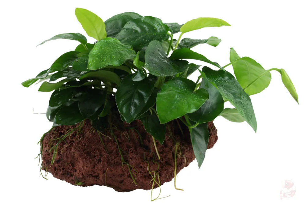 Sonderangebot Anubias barteri var. nana auf Lavastein
