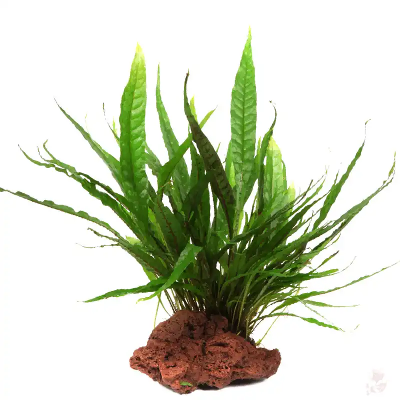 Microsorum pteropus auf Lavastein Markenprodukt