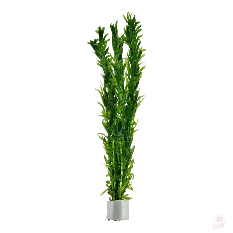 Neuheit Egeria densa (Wasserpest) - Bund