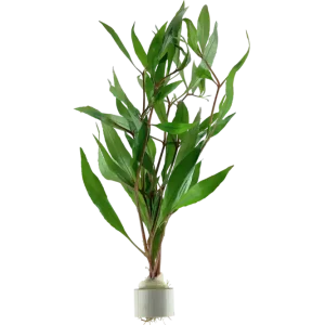 Must-Have Hygrophila corymbosa (Riesen-Wasserfreund) - Bund