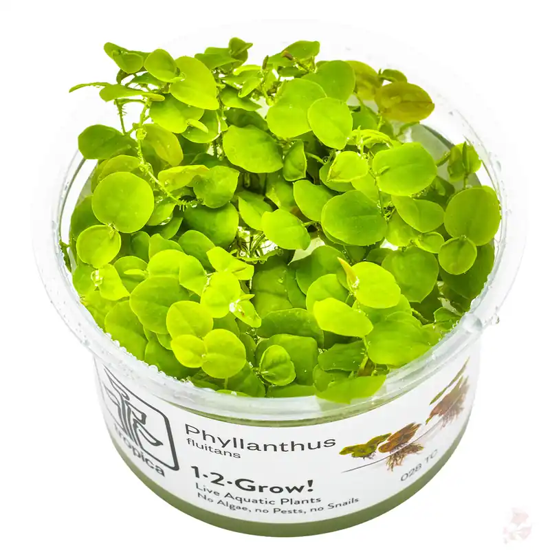 Phyllanthus fluitans 1-2-GROW! Nur Heute
