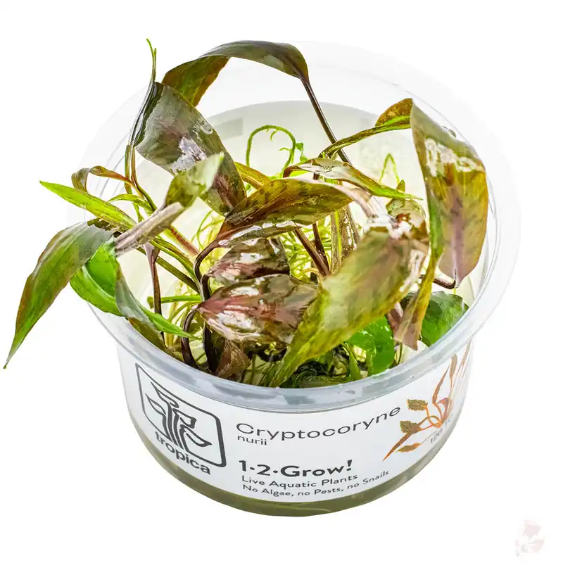 Angebot Cryptocoryne nurii var. raubensis 'Rosen Maiden' 1-2-Grow!