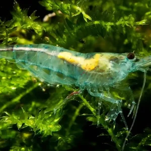 Blue Jelly Garnele (Deutsche Nachzucht) Blue Jelly - Importtiere Rabatt