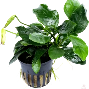 Anubias barteri v. nana 'Large' im Topf Versand Am Gleichen Tag