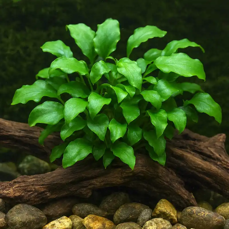 Schismatoglottis prietoi 1-2-Grow! Meistverkauft