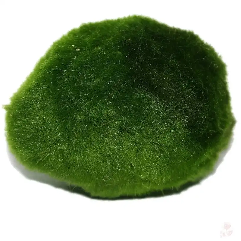 Abverkauf Mooskugel (Aegagropila linnaei) | Ø 3-4 cm