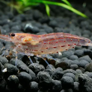 Schneller Versand Orange Amano Garnele | Der leuchtende Algenfresser