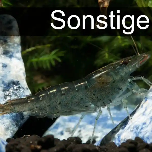 Angebot Sonstige Arten