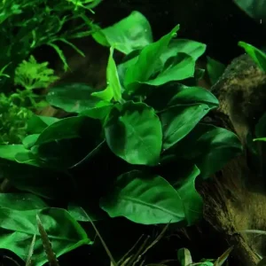Aquarium Pflanze Anubias barteri nana Nr.301 Zertifiziert