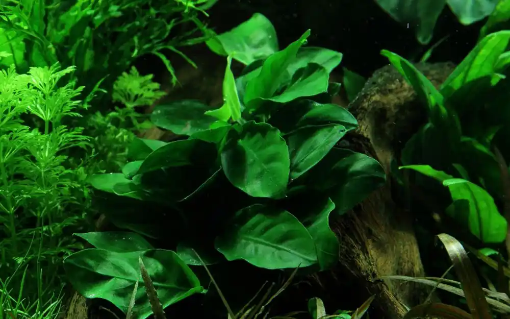 Aquarium Pflanze Anubias barteri nana Nr.301 Zertifiziert