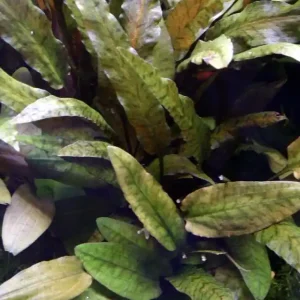 Aquarium Pflanze Cryptocoryne wendtii 'Tropica' Nr.309E Markenprodukt