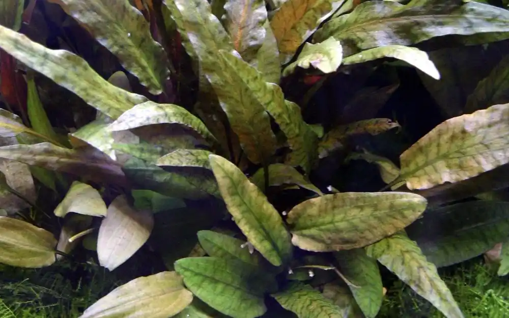 Aquarium Pflanze Cryptocoryne wendtii 'Tropica' Nr.309E Markenprodukt