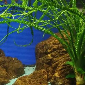 Aquarium Pflanze Crinum calamistratum Nr.094A Geprüft