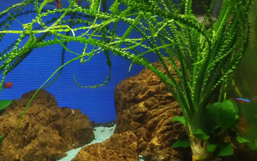 Aquarium Pflanze Crinum calamistratum Nr.094A Geprüft