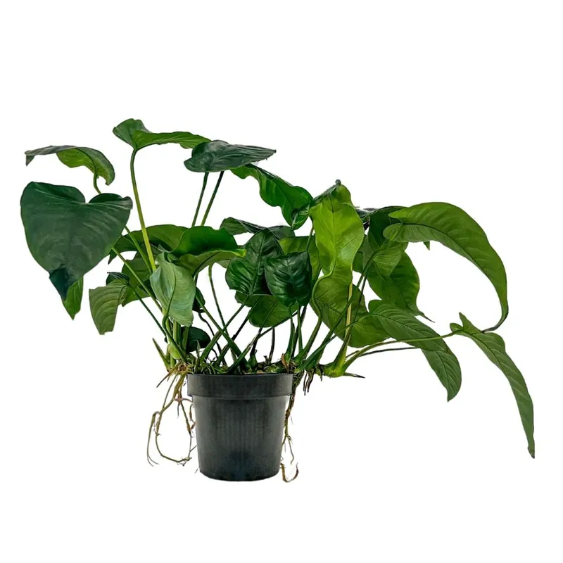 Garantierte Lieferung Mutterpflanze Aquarium Pflanze Anubias barteri XL Nr.301A