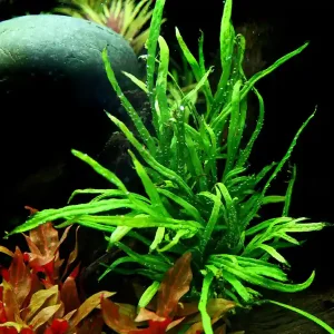 Aquarium Pflanze Microsorum pteropus Trident Wasserpflanze Topf Nr.308G Sichere Zahlung
