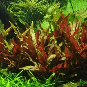 Aquarium Pflanze Alternanthera reineckii 'Pink' Nr.323 Bestseller