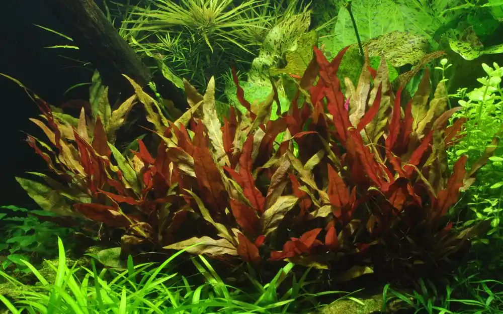 Aquarium Pflanze Alternanthera reineckii 'Pink' Nr.323 Bestseller