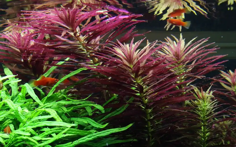Aktuell Aquarium Pflanze Limnophila hippuridoides Nr.047C