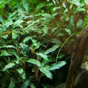 Aquarium Pflanze Bucephalandra sp. 'Red' Nr.339A Highlight