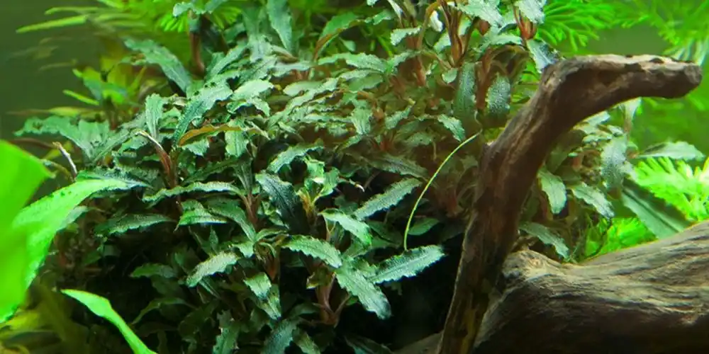 Aquarium Pflanze Bucephalandra sp. 'Red' Nr.339A Highlight