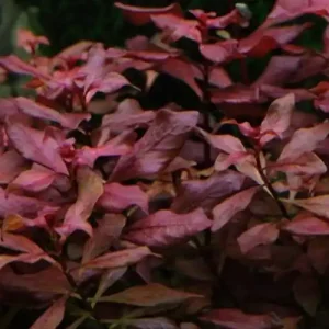 Aquarium Pflanze Ludwigia palustris Nr.335B Jetzt Bestellen