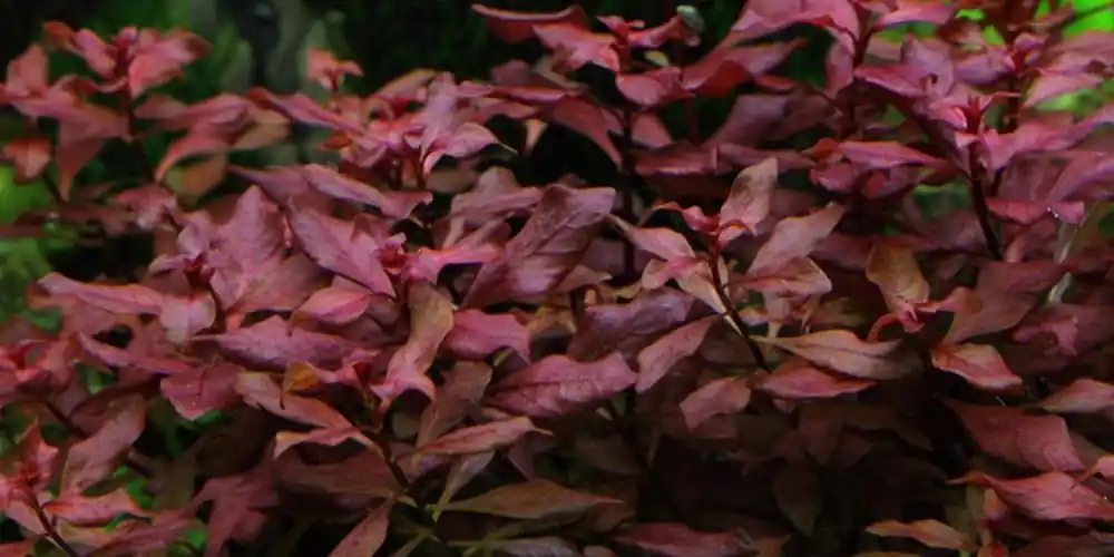 Aquarium Pflanze Ludwigia palustris Nr.335B Jetzt Bestellen