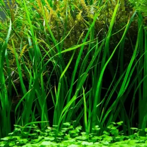 Begrenztes Angebot Aquarium Pflanze Cyperus helferi Wasserpflanzen Topf Nr.333A