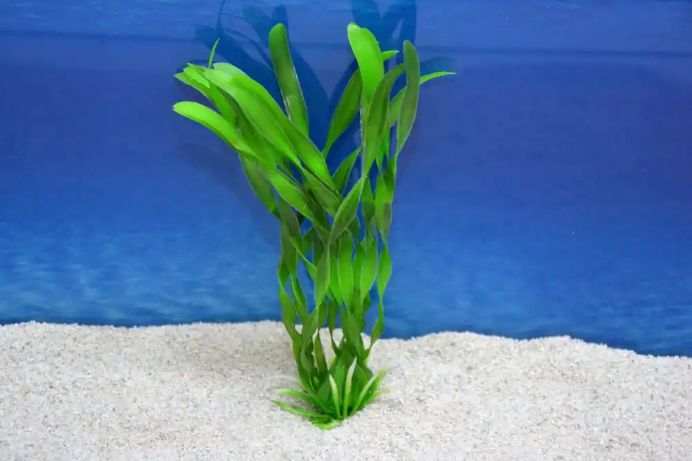 Jetzt Bestellen Amtra Valisneria M 20 cm – Dekorative Aquarium-Pflanze
