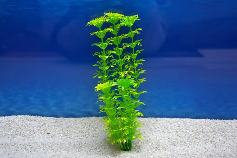 Amtra Cabomba M 20cm – Künstliche Pflanze für Aquarien-Dekoration Direktkauf