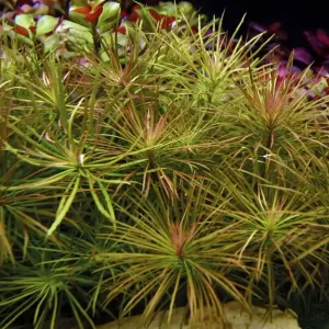 Aquarium Pflanze Pogostemon stellata Nr.053G Begrenztes Angebot