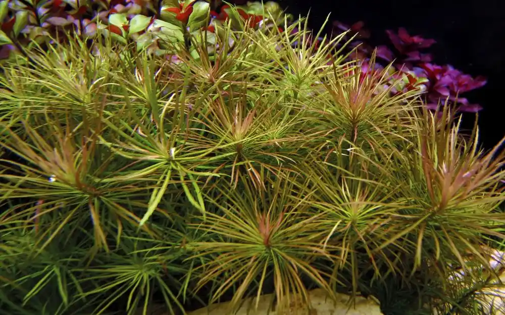 Aquarium Pflanze Pogostemon stellata Nr.053G Begrenztes Angebot