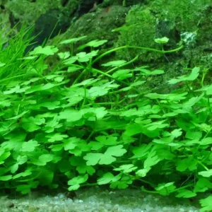 Aquarium Pflanze Hydrocotyle tripartita Nr.339B Schneller Versand