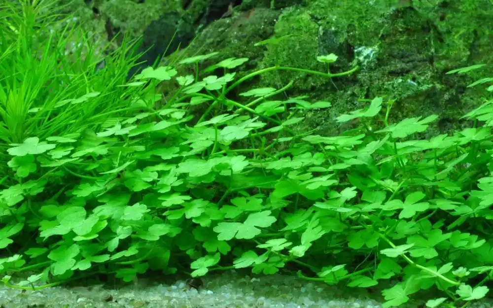 Aquarium Pflanze Hydrocotyle tripartita Nr.339B Schneller Versand