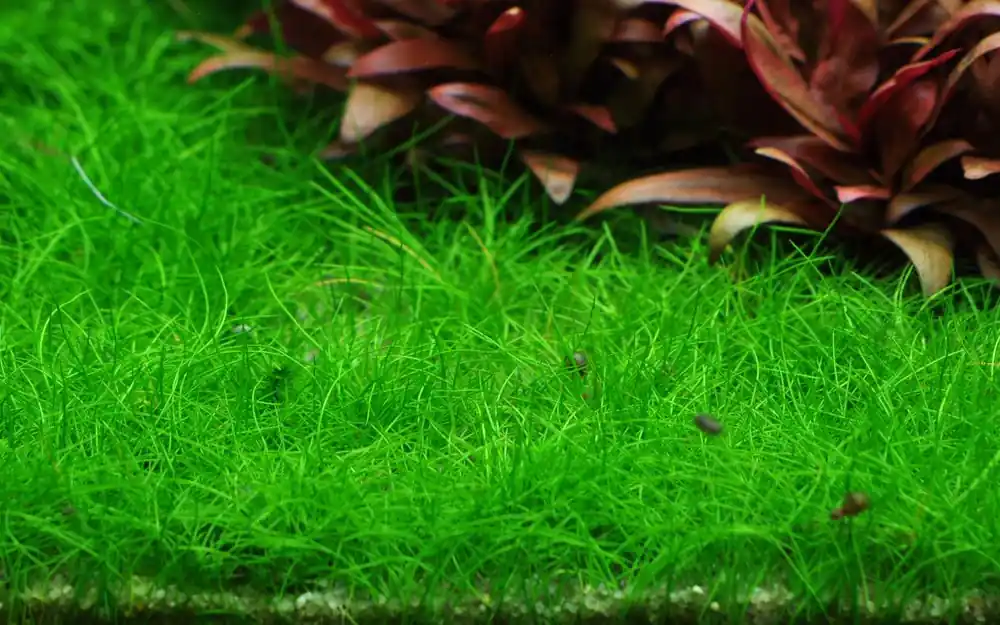 Super-Preis Aquarium Pflanze Eleocharis acicularis 'Mini' Tropica Nr.132B TC in Vitro
