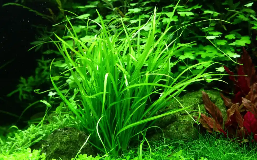 Aquarium Pflanze Helanthium tenellum 'Green' Tropica Nr.067A TC in Vitro Rabatt