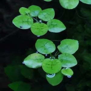 Knallerangebot Aquarium Pflanze Limnobium laevigatum Tropica Nr.063 TC in Vitro