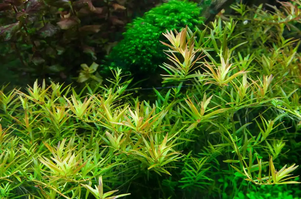 Billig Aquarium Pflanze Rotala rotundifolia 'H'ra' Tropica Nr.032C TC in Vitro