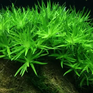 Preiswert Aquarium Pflanze Heteranthera zosterifolia Tropica Nr.096 TC in Vitro
