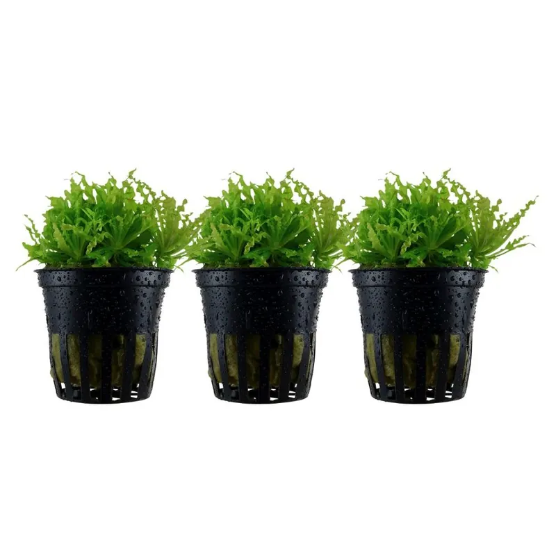 Aquarium Pflanze 3 Stück Pogostemon helferi Wasserpflanze Nr.053H Set Expressversand